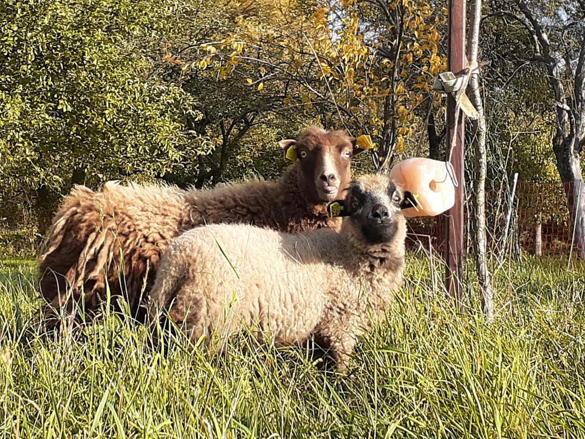 Pferdepension Jaeger Markranstadt Bagian luar foto
